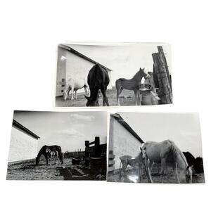 Vtg B&W Photo 1964 Found Horses Roaming The Farm Eating Snapshot Lot of 3